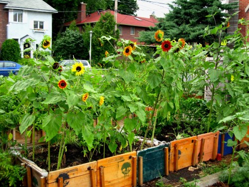 Sunflowers growing in raised beds